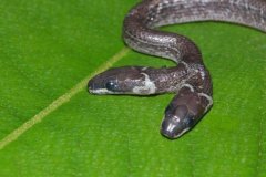 印度东部出现罕见双头蛇