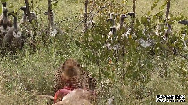 南非秃鹰群骚扰猎豹抢食物 没吃几口又被狮子夺走