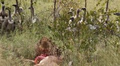 南非秃鹰群骚扰猎豹抢食