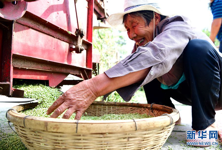 碾馔：一粒青小麦的“美味”蝶变