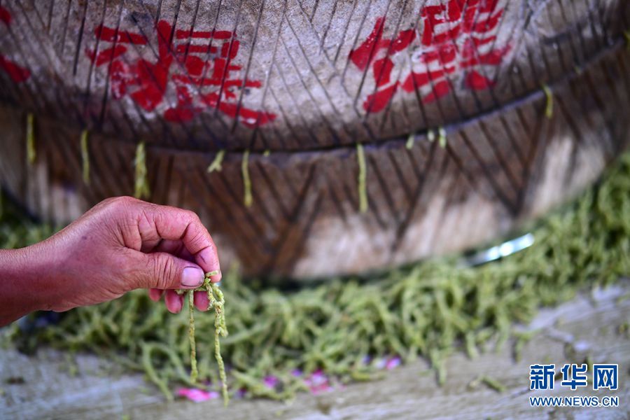 碾馔：一粒青小麦的“美味”蝶变