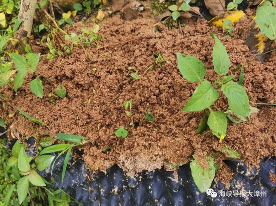漳州红色蚂蚁后续来了 预防红蚂蚁专家部门：及时收藏好食物