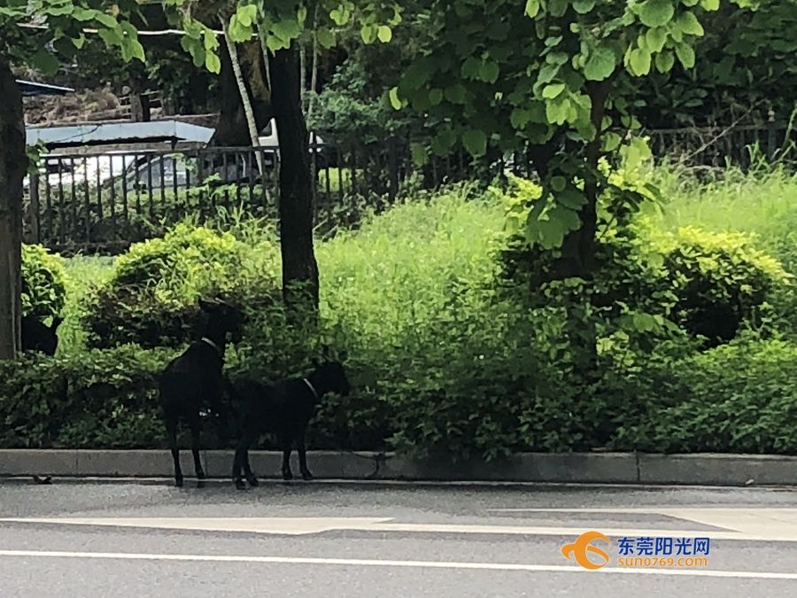 what？沙田闹市有群羊在绿化带悠闲享受“美食”？