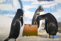 哈尔滨：小企鹅的端午美