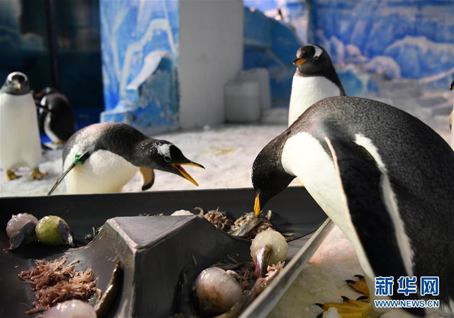 哈爾濱：小企鵝的端午美食