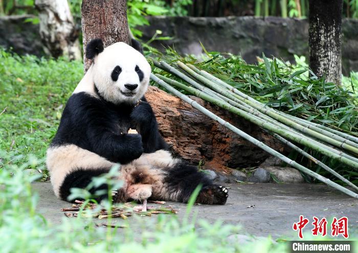 憨态可掬的大熊猫。　安源 摄
