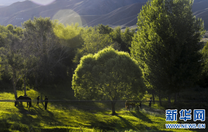 盛夏之际：新疆进入最美“绿”季