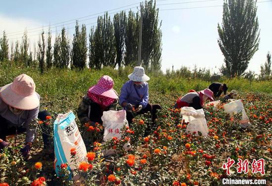 经过培训的职工正在采摘首批盛开的红花。　赵丹丹 摄