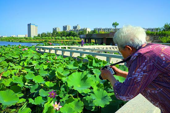 夏日新疆库尔勒杜鹃河湿地生态公园碧水秀荷美如画（图）