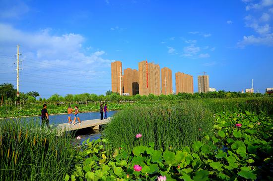 夏日新疆库尔勒杜鹃河湿地生态公园碧水秀荷美如画（图）