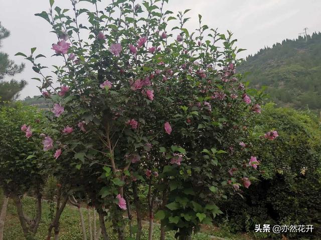 《曾国藩家书》:养生八法强壮身体,为学四要增长智慧