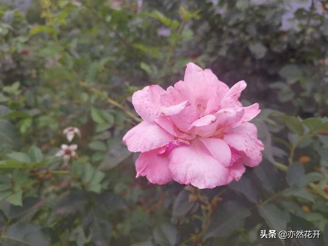 《曾国藩家书》:养生八法强壮身体,为学四要增长智慧