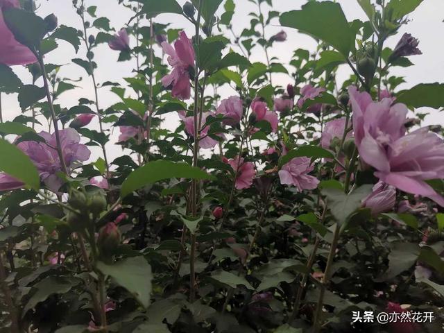 《曾国藩家书》:养生八法强壮身体,为学四要增长智慧