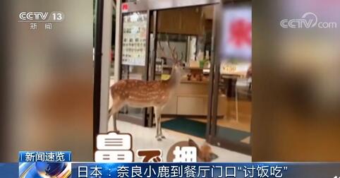 奈良小鹿到餐厅讨食物被婉拒 网友：真的饿啊