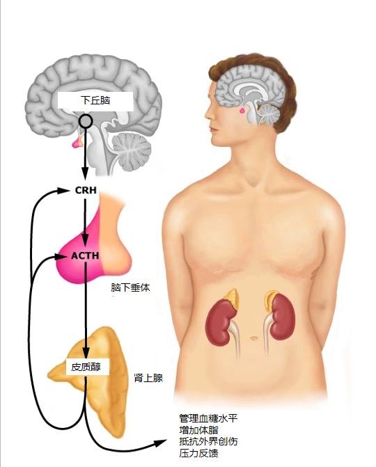 现代人的健身问题溯源:我的心理状态早已追不上刻苦训练的自己