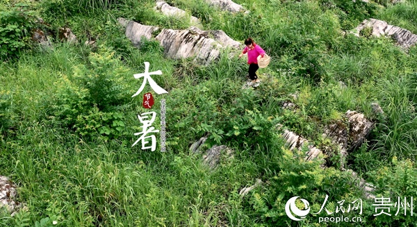 大暑：遵義務川仡佬解暑美食斑鳩豆腐