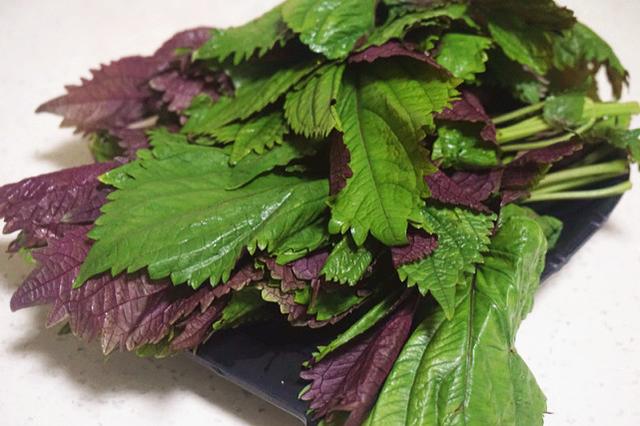 去胃寒,菜肴里加点儿紫苏叶最管用,就用这6道食谱增食欲健脾胃
