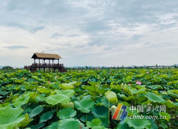 荷花丛中旗袍秀 一起来感受甬江北郊的“荷颜悦