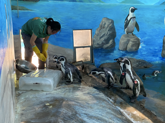 冰块、空调、美食……武汉动物园的动物们开始了花样消暑