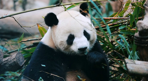 美食的香，大熊猫的憨萌……成都生活美学视频