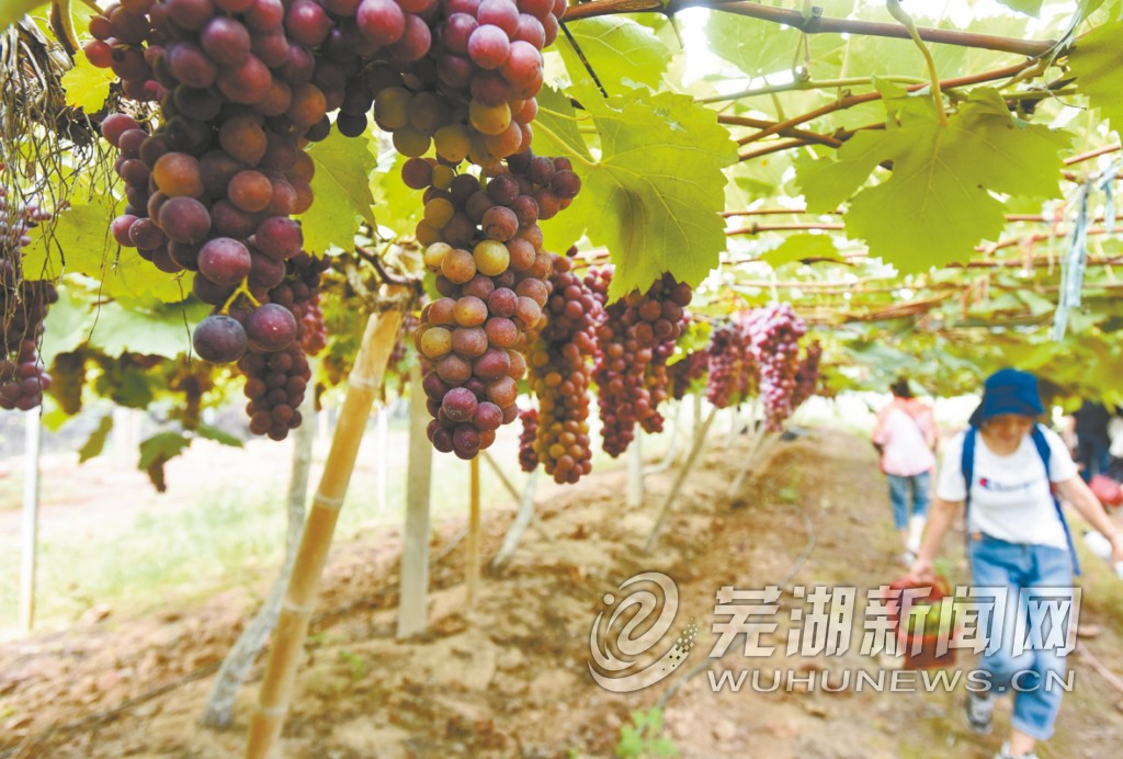 采摘、植物园、农家美食、皮划艇竞技、探秘地下电站…… 峨桥生态一日游 不要太精彩