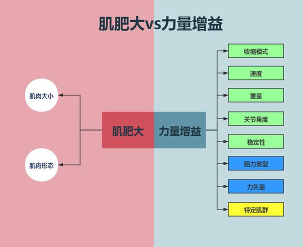 当你开始健身,身体会发生哪些变化?肌肉形态和力量增长分析