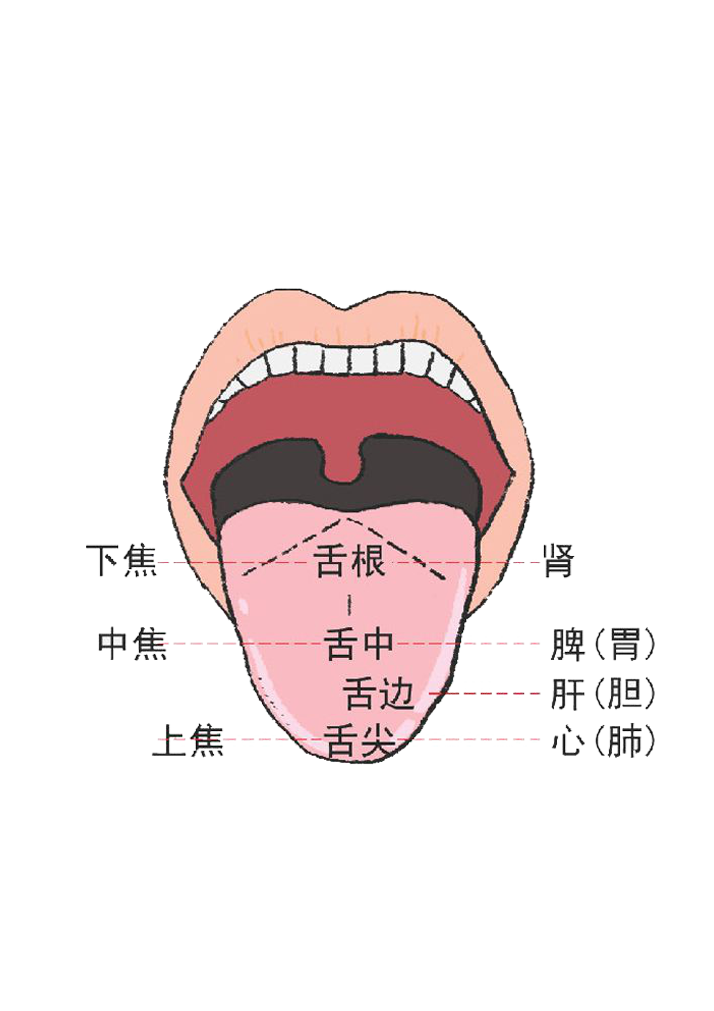 通过舌诊,窥探身体的秘密