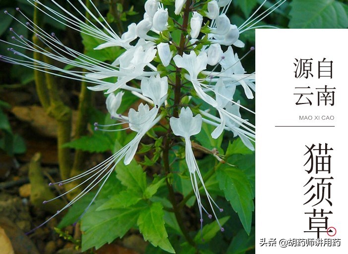 经常保养肾脏,预防和减少泌尿系统结石类疾病