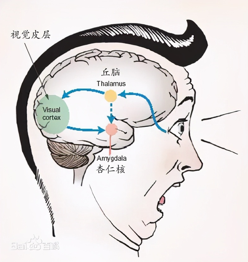 吃货的困扰:“为啥我明明不饿却总想吃东西?”