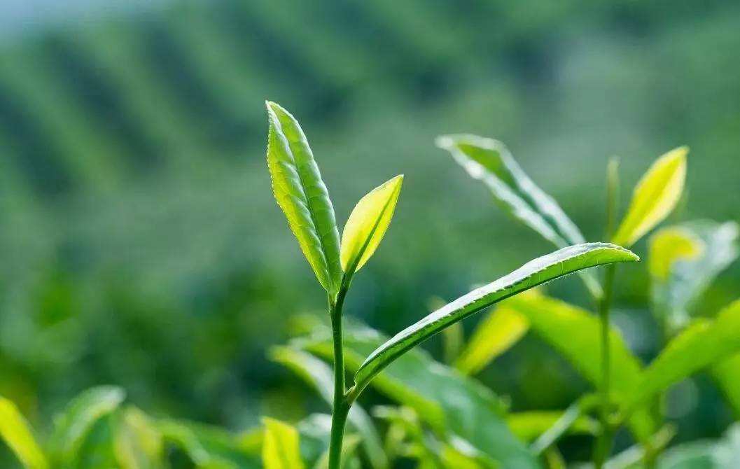 枸杞搭配有讲究,4种食物不宜与枸杞搭配食用,你的搭配正确吗?