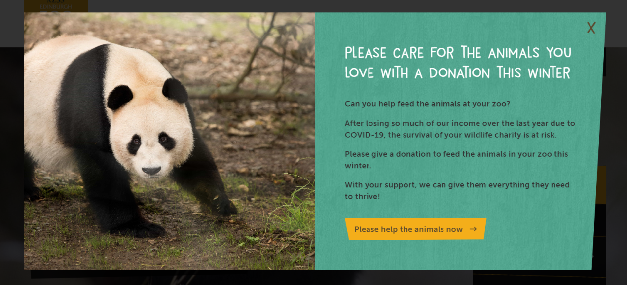 为了养育大熊猫,这家英国动物园已经拼了,却还是供不起