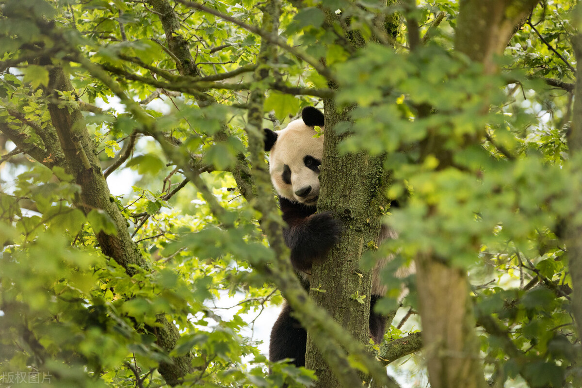 为了养育大熊猫，这家英国动物园已经拼了，却还是供不起