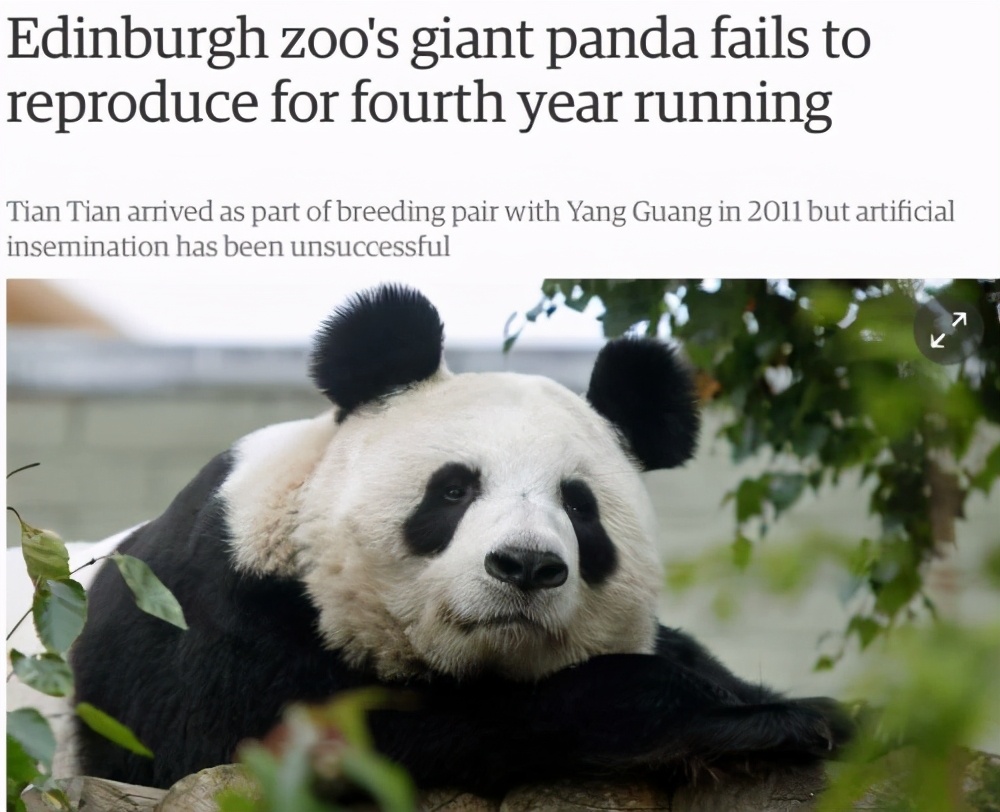 为了养育大熊猫，这家英国动物园已经拼了，却还是供不起