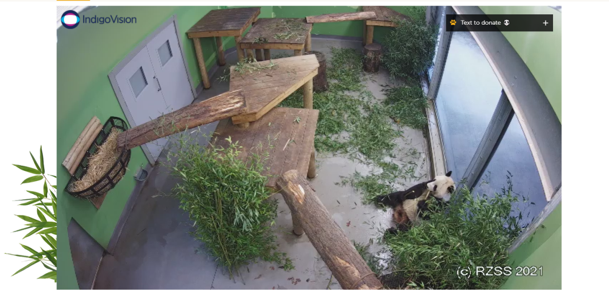 为了养育大熊猫,这家英国动物园已经拼了,却还是供不起
