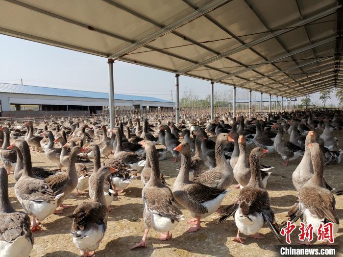 霍邱县花园镇刘李村朗德鹅产业扶贫基地。霍邱县扶贫办供图 霍邱县花园镇刘李村朗德鹅产业扶贫基地。霍邱县扶贫办供图