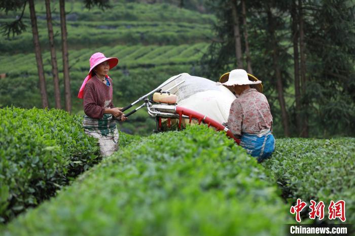 村民在江口县闵孝镇提红村抹茶种植基地采收抹茶茶青。 李鹤 摄 村民在江口县闵孝镇提红村抹茶种植基地采收抹茶茶青。 李鹤 摄